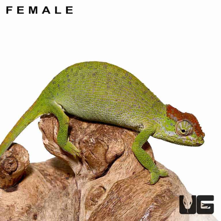 Dwarf Fischer's Chameleons (Kinyongia boehmei) for sale - Underground ...