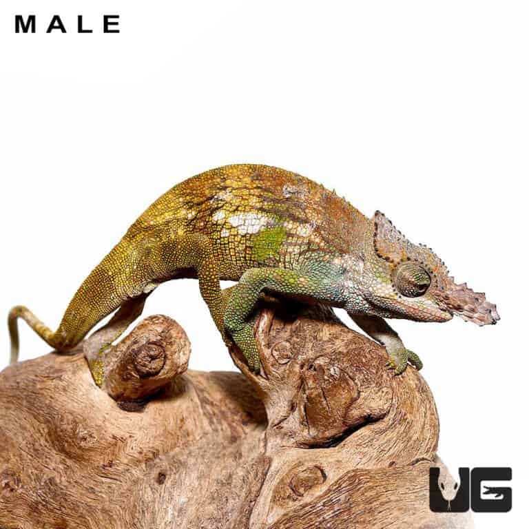 Dwarf Fischer's Chameleons (Kinyongia boehmei) for sale - Underground ...