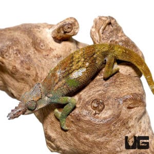 Dwarf Fischer's Chameleons (Kinyongia boehmei) for sale - Underground ...