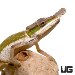 Dwarf Nose Horned Chameleons For Sale - Underground Reptiles