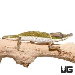 Dwarf Nose Horned Chameleons For Sale - Underground Reptiles
