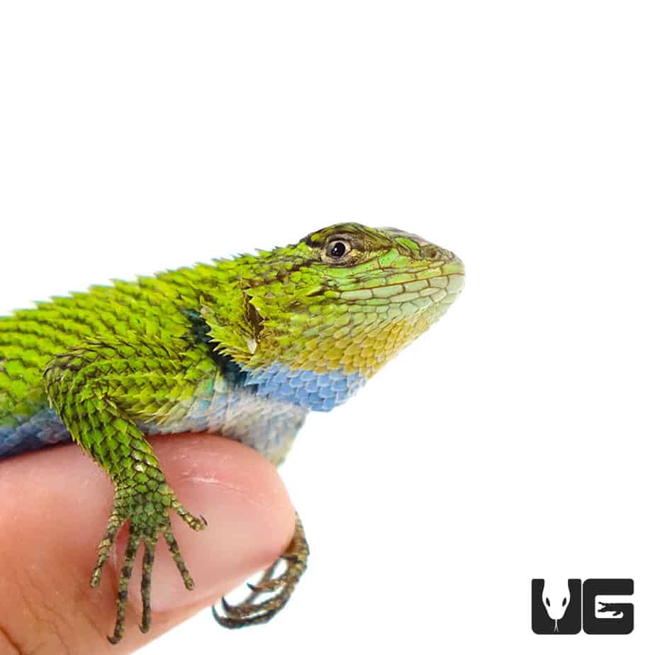 Emerald Swifts (Sceloporus malachiticus) For Sale Underground Reptiles