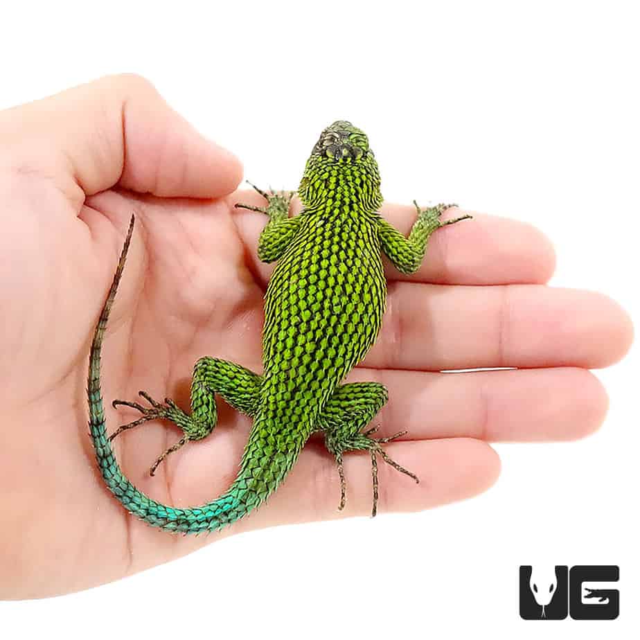 Emerald Swifts (Sceloporus malachiticus) For Sale Underground Reptiles