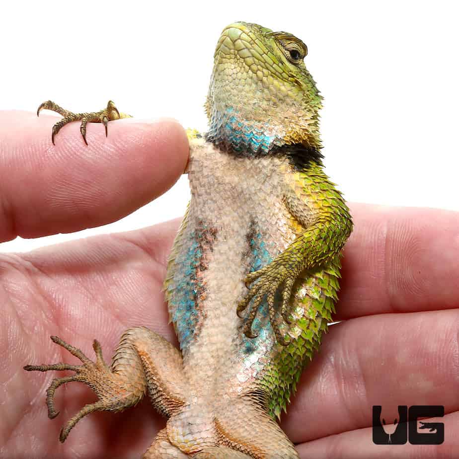 Emerald Swifts (Sceloporus malachiticus) For Sale Underground Reptiles