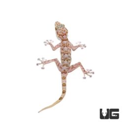 Fan Footed Gecko For Sale - Underground Reptiles