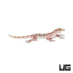 Fan Footed Gecko For Sale - Underground Reptiles