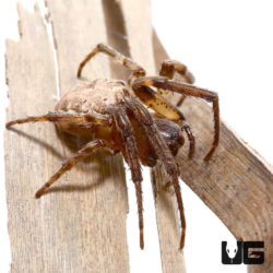 Farrow Orb Weaver Spider for sale - Underground Reptiles