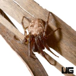 Farrow Orb Weaver Spider for sale - Underground Reptiles