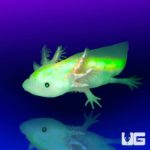 GFP Leucistic Axolotls For Sale - Underground Reptiles