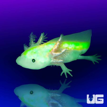 GFP Leucistic Axolotls For Sale - Underground Reptiles