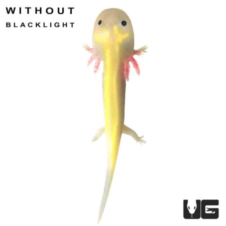 GFP Leucistic Axolotls For Sale - Underground Reptiles