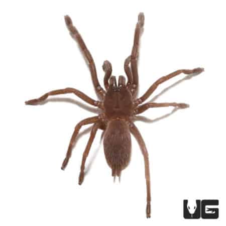 Giant Vietnam Blue Tarantula (Chilobrachys sp Vietnam Blue) For Sale - Underground Reptiles