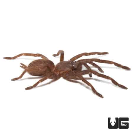 Giant Vietnam Blue Tarantula (Chilobrachys sp Vietnam Blue) For Sale - Underground Reptiles