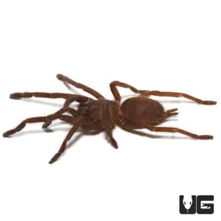 Giant Vietnam Blue Tarantula (Chilobrachys sp Vietnam Blue) For Sale - Underground Reptiles