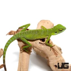 Green Crested Lizards For Sale - Underground Reptiles