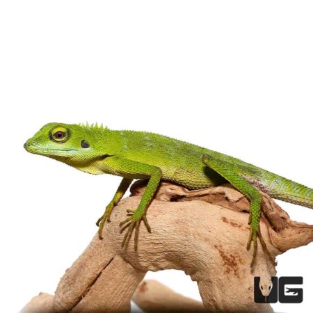 Green Crested Lizards For Sale - Underground Reptiles