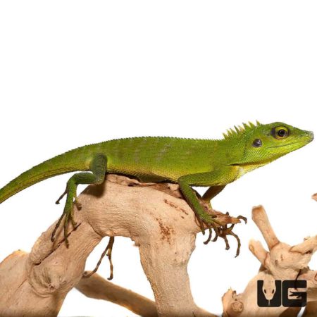 Green Crested Lizards For Sale - Underground Reptiles