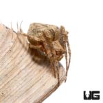 Humpback Orb Weaver Spider for sale - Underground Reptiles
