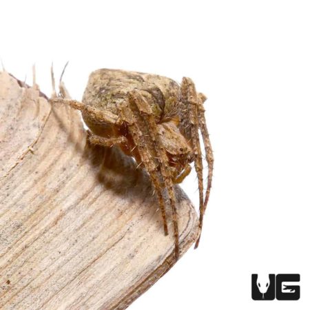 Humpback Orb Weaver Spider for sale - Underground Reptiles