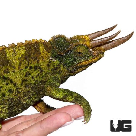 Jumbo Jacksons Chameleons for sale - Underground Reptiles