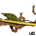 Jumbo Jacksons Chameleons for sale - Underground Reptiles