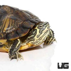Juvenile Peninsula Cooter Turtles For Sale - Underground Reptiles