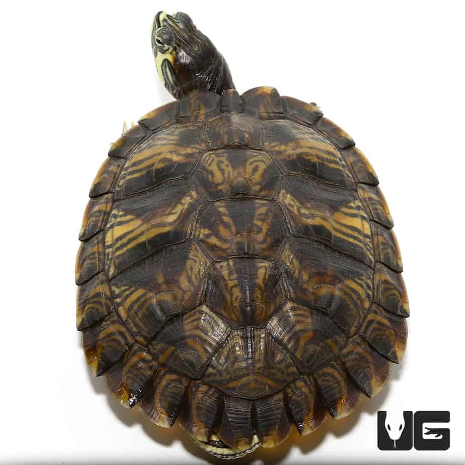 Juvenile Peninsula Cooter Turtles For Sale Underground Reptiles