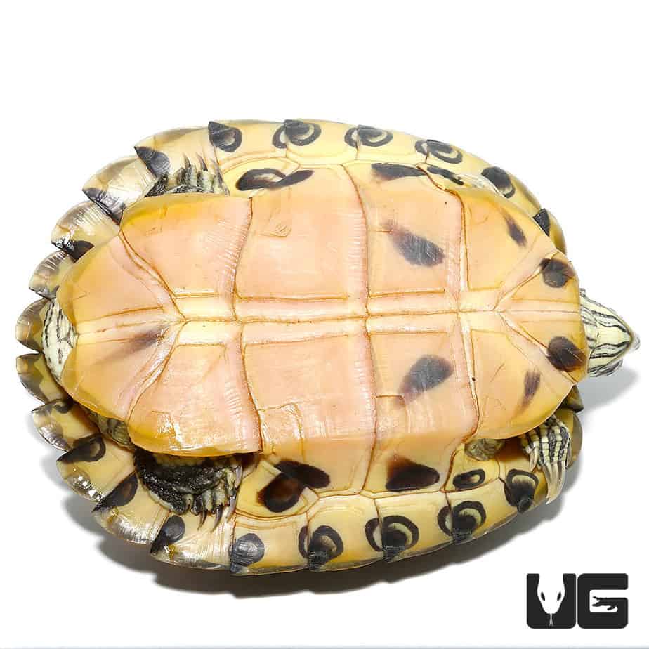 Juvenile Peninsula Cooter Turtles For Sale - Underground Reptiles