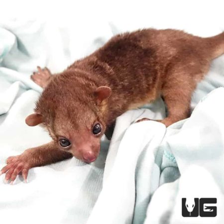 Baby Kinkajou for sale - Underground Reptiles