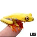 Lutino Red Eyed Tree Frogs For Sale - Underground Reptiles