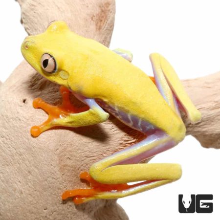 Lutino Red Eyed Tree Frogs For Sale - Underground Reptiles