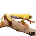 Lutino Red Eyed Tree Frogs For Sale - Underground Reptiles
