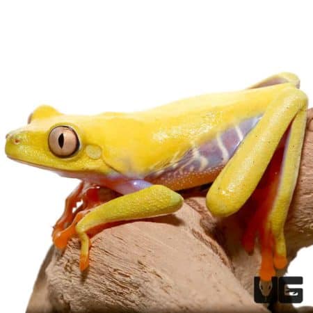 Lutino Red Eyed Tree Frogs For Sale - Underground Reptiles