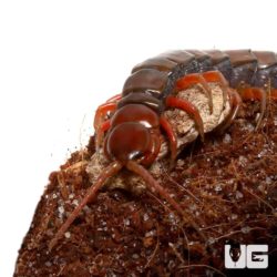 Malayan Forest Centipede for sale - Underground Reptiles