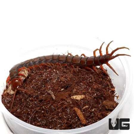 Malayan Forest Centipede for sale - Underground Reptiles