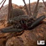 Malayan Whip Scorpions For Sale - Underground Reptiles