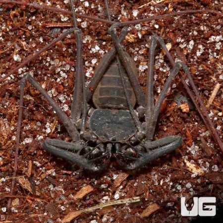 Malayan Whip Scorpions For Sale - Underground Reptiles