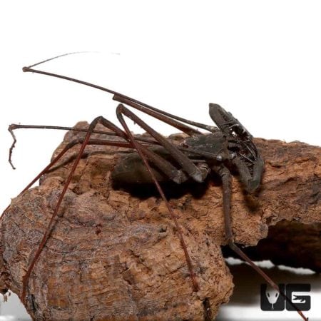 Malayan Whip Scorpions For Sale - Underground Reptiles