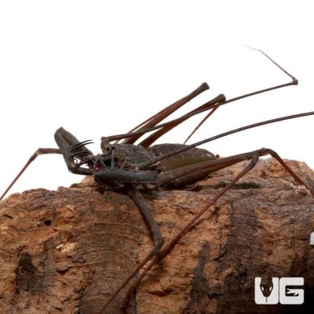 Malayan whip scorpion crawling on wood, showcasing its elongated body and legs.