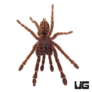 Malaysian Earth Tiger Tarantula (.75 - 1.25'') - Underground Reptiles