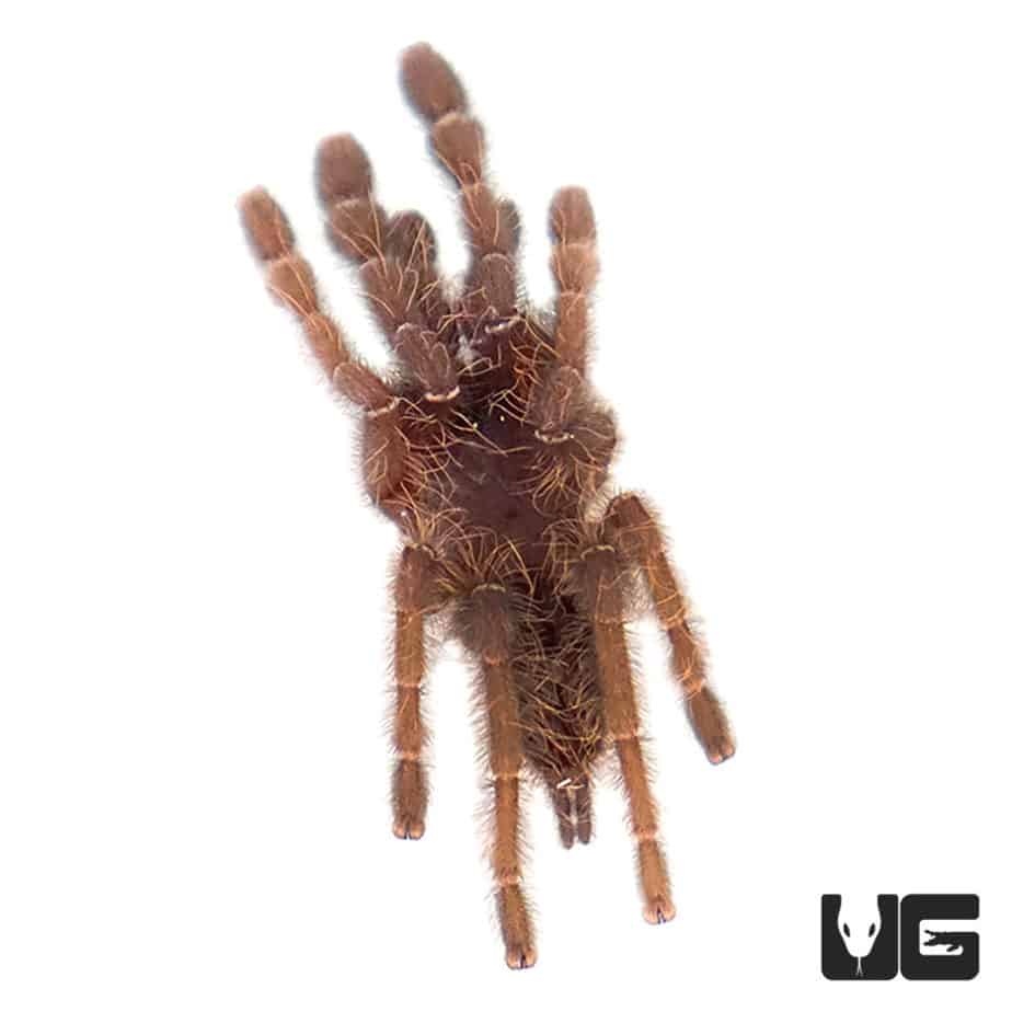 Malaysian Earth Tiger Tarantula (.75 - 1.25'') - Underground Reptiles