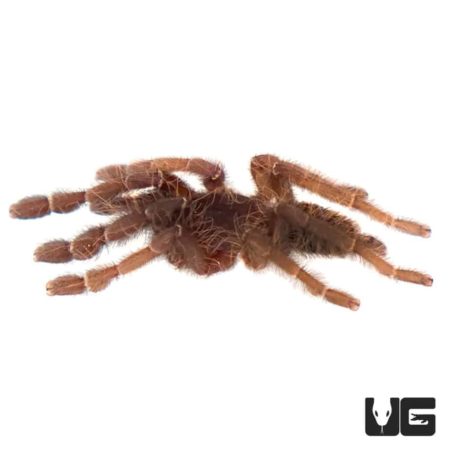 Malaysian Earth Tiger Tarantula (Cyriopagopus schioedtei)  For Sale - Underground Reptiles