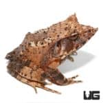 Mossy Oak Solomon Island Eyelash Frogs For Sale - Underground Reptiles