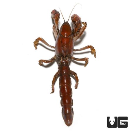 Mud Lobster For Sale - Underground Reptiles