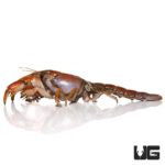 Mud Lobster For Sale - Underground Reptiles
