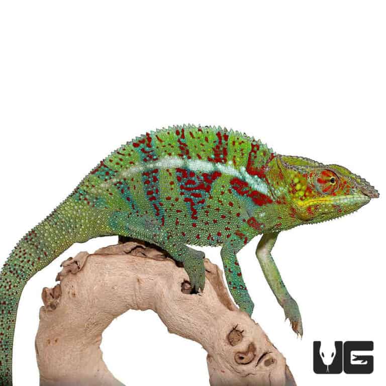 Ambanja Panther Chameleon For Sale - Underground Reptiles