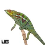 Ambanja Panther Chameleon For Sale - Underground Reptiles