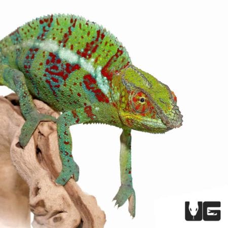 Ambanja Panther Chameleon For Sale - Underground Reptiles