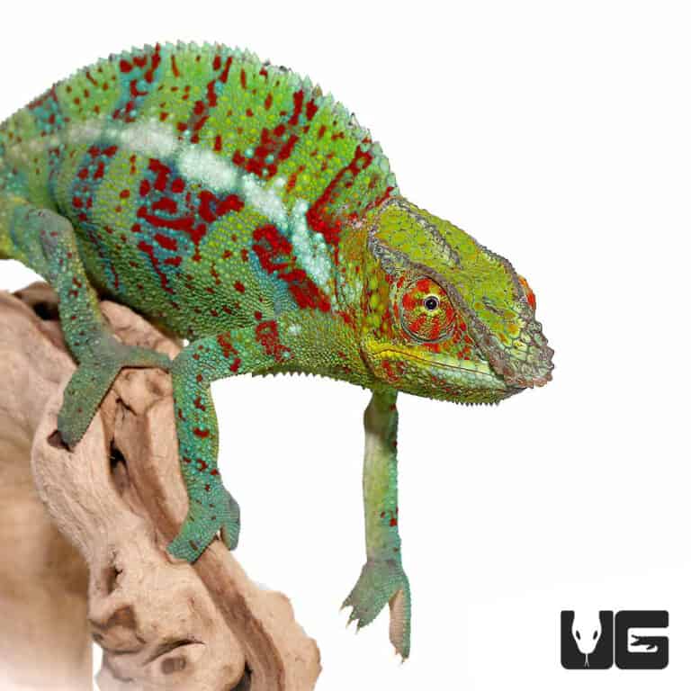 Adult Panther Chameleons (Furcifer pardalis) For Sale Underground