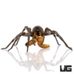 Carolina Wolf Spiders for sale - Underground Reptiles